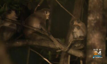 Monkeys sit in a tree in Dania Beach