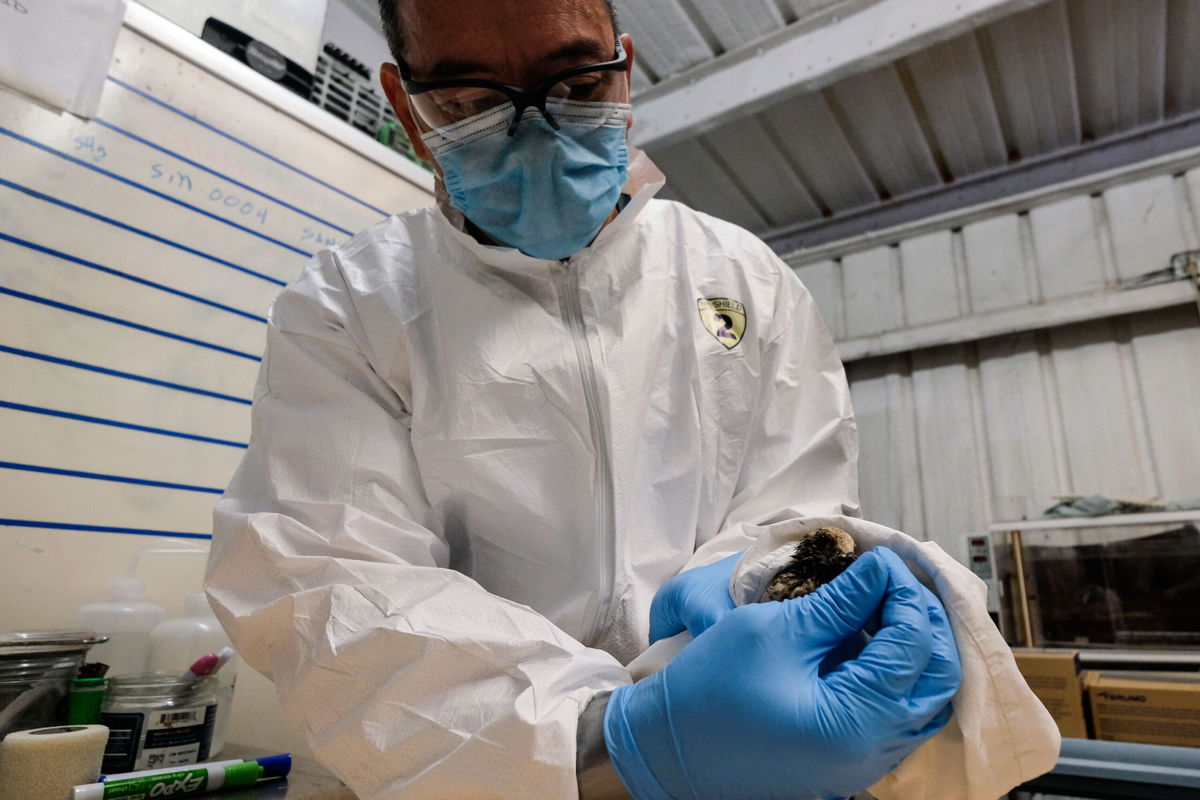 <i>Ringo H.W. Chiu/AP</i><br/>A contaminated sanderling from the oil spill is tended to and examined by California Department Fish & Wildlife staff.