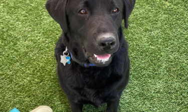 A three-year old Labrador named Lila is the newest peer support dog for Capitol Hill.