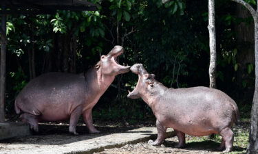 Hippos brought to Colombia in the 1980s for Escobar's private zoo