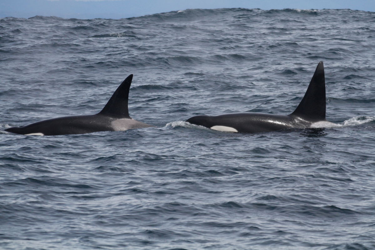 <i>Josh McInnes</i><br/>Two male outer coast transient killer whales