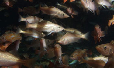 A school of rockfish swims near the base of an oil platform off the coast of Ventura
