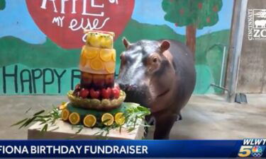 Fiona the hippo at the Cincinnati Zoo. Fiona turns 5 on January 24