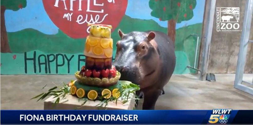 <i>WLWT</i><br/>Fiona the hippo at the Cincinnati Zoo. Fiona turns 5 on January 24