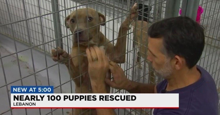 Puppies reach haven in Tennessee after rescue from Iowa puppy mill -  ABC17NEWS