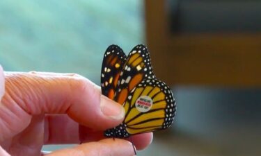 Patty Loving has helped to raise and release many Monarch butterflies before relocating to Iowa from Texas.