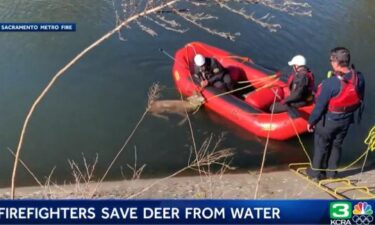 Sacramento Metro firefighters pull a deer from a canal near the American River on November 7.