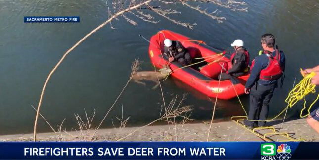 <i>Sacramento Metro Fire/KCRA</i><br/>Sacramento Metro firefighters pull a deer from a canal near the American River on November 7.