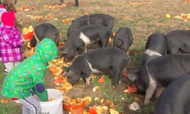 Families had a smashing good time disposing of leftover Halloween pumpkins at Urbavore Urban Farm on Sunday.