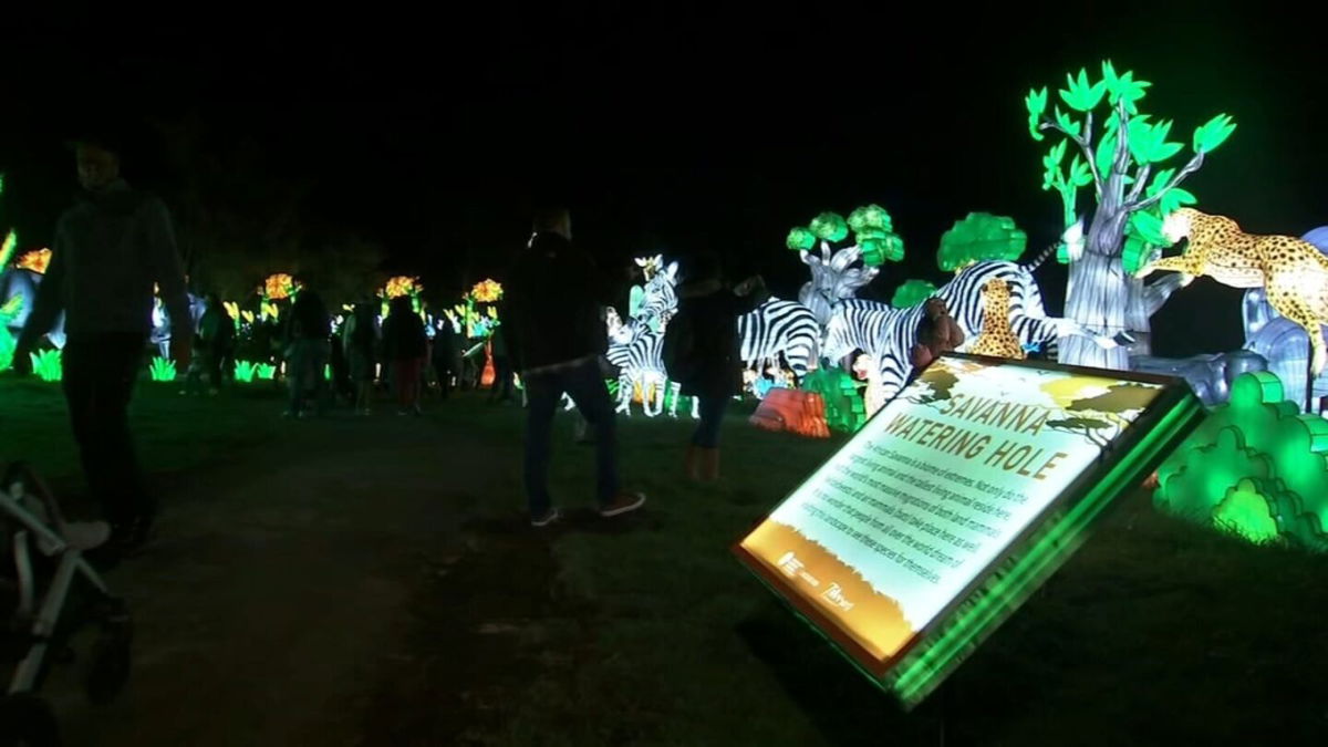 <i>KGO</i><br/>Glow in the dark lit-up animal lanterns shine bright during the Oakland Zoo's 