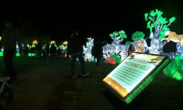 Glow in the dark lit-up animal lanterns shine bright during the Oakland Zoo's "Glowfari" light exhibit.