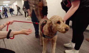 Oliver is a therapy dog at Forest Lake High School. The dog comes in twice a week to comfort the students.