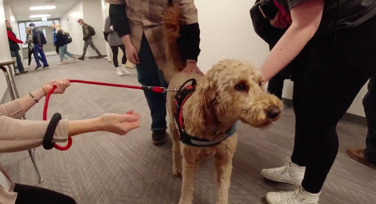 <i>WCCO</i><br/>Oliver is a therapy dog at Forest Lake High School. The dog comes in twice a week to comfort the students.