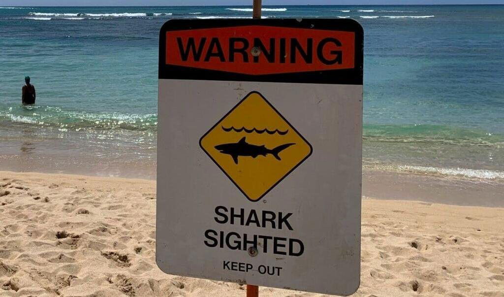 <i>KITV</i><br/>Lifeguards at Makaha Beach Park in Waianae are warning the public after a 7-foot reef shark was spotted close to shore on Thursday.