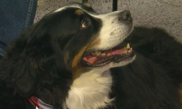 Davos is an 11-year-old Bernese mountain dog.