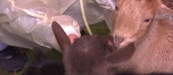 <i>KPTV</i><br/>Nurses play with goats at the Goats