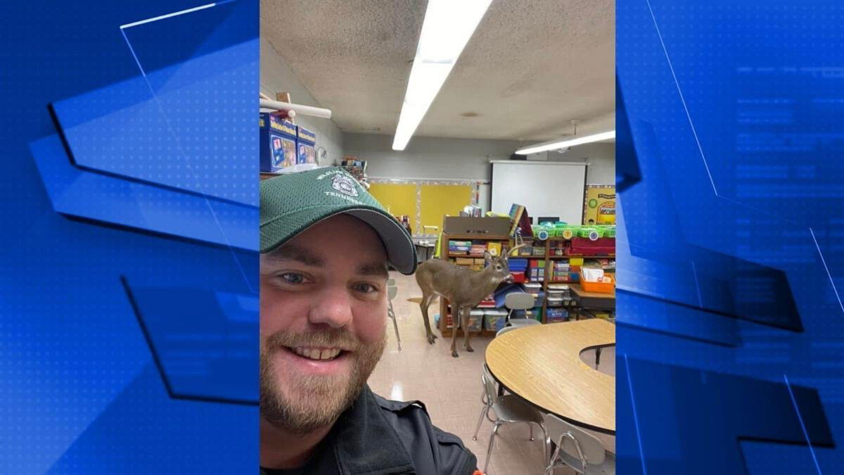 <i>Tennessee Wildlife Resources Agency/WSMV</i><br/>Wildlife experts were called to the Springfield school to remove him. The deer had apparently broken his way in through an emergency exit.
