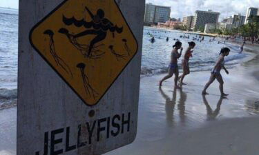 Swimmers walk by a jellyfish sign in Hawaii. Box jellyfish have been spotted in the waters off Waikiki and Ala Moana beaches