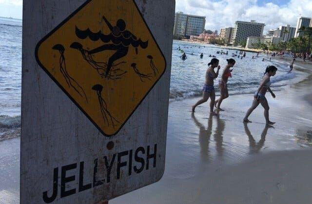 <i>KITV</i><br/>Swimmers walk by a jellyfish sign in Hawaii. Box jellyfish have been spotted in the waters off Waikiki and Ala Moana beaches