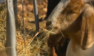 Steve the goat munches on straw. Steve