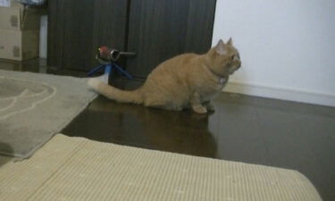 One of the cats in the experiment listens to the owner's voice on the speaker.