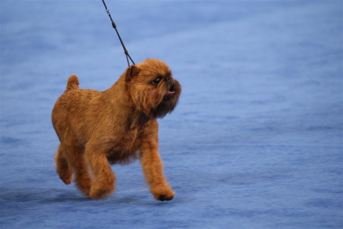 <i>Bill McCay/NBC/Getty Images</i><br/>Newton flashed a rare smile during his winning performance at the National Dog Show.