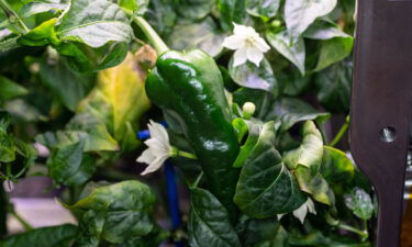 This is the first time chile peppers have been grown aboard the International Space Station.