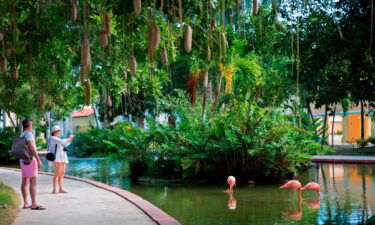 Less than 50% of the total Dominican population has been fully vaccinated. Tourists are shown here taking pictures of flamingoes at an all-inclusive hotel after its reopening in Bayahibe