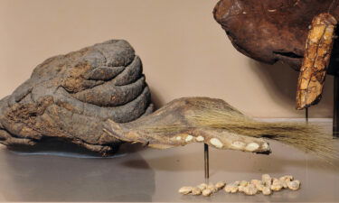 Skin and dung from Mylodon are on display at the American Museum of Natural History.