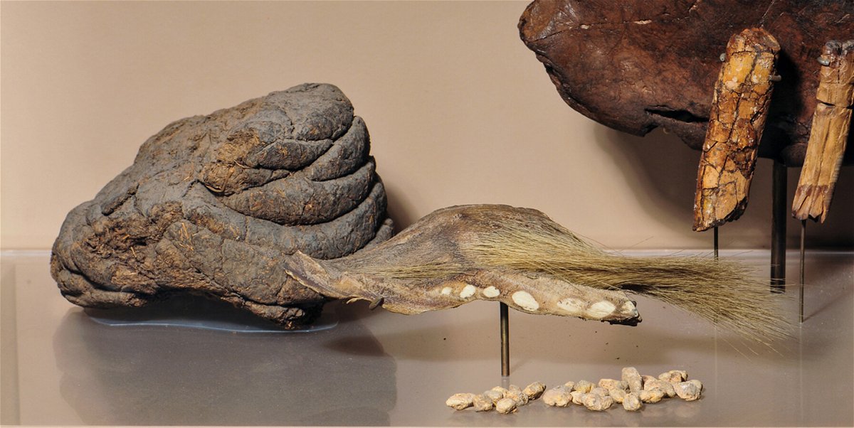 <i>Denis Finnin/American Museum of Natural History</i><br/>Skin and dung from Mylodon are on display at the American Museum of Natural History.