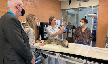 A koala is vaccinated against chlamydia at the Australia Zoo Wildlife Hospital in Queensland