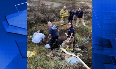 Franklin Firefighters rescued a horse Saturday afternoon after it fell in a ditch.