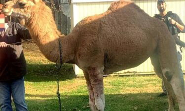 The Bonner Springs Police Department and Animal Control tracked down a loose camel.