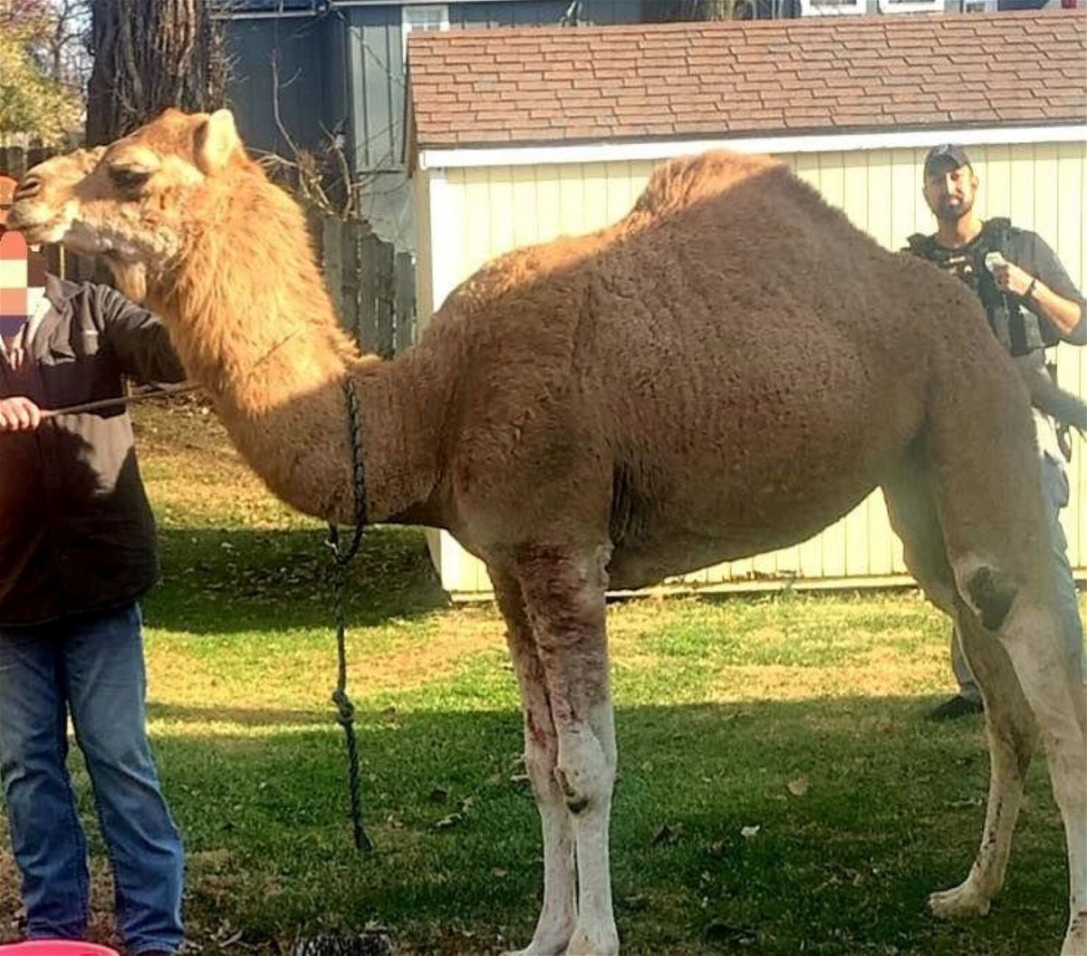 <i>Bonner Springs PD/KCTV</i><br/>The Bonner Springs Police Department and Animal Control tracked down a loose camel.