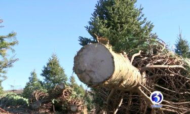 Christmas tree farms are forced to limit hours or close due to tree shortage. (File photo)