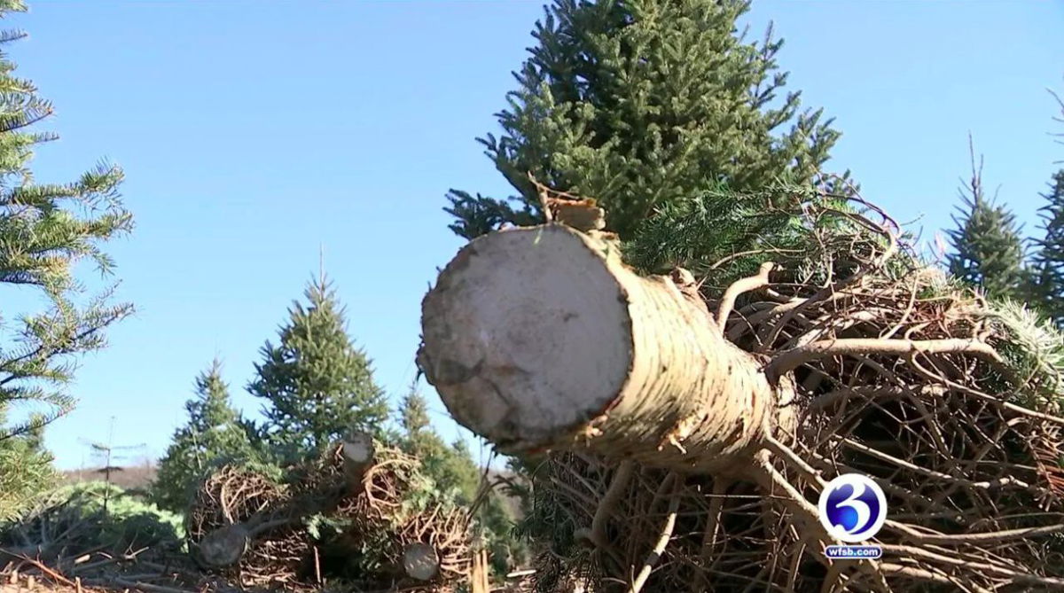 <i>WFSB</i><br/>Christmas tree farms are forced to limit hours or close due to tree shortage. (File photo)