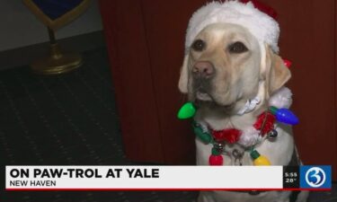 Yale police K9 doubles as service