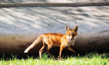 A red fox pup walks past an overturned canoe in the backyard of a home in Lincoln.