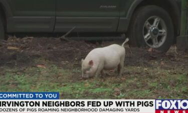 There is a pig problem in one Irvington neighborhood.