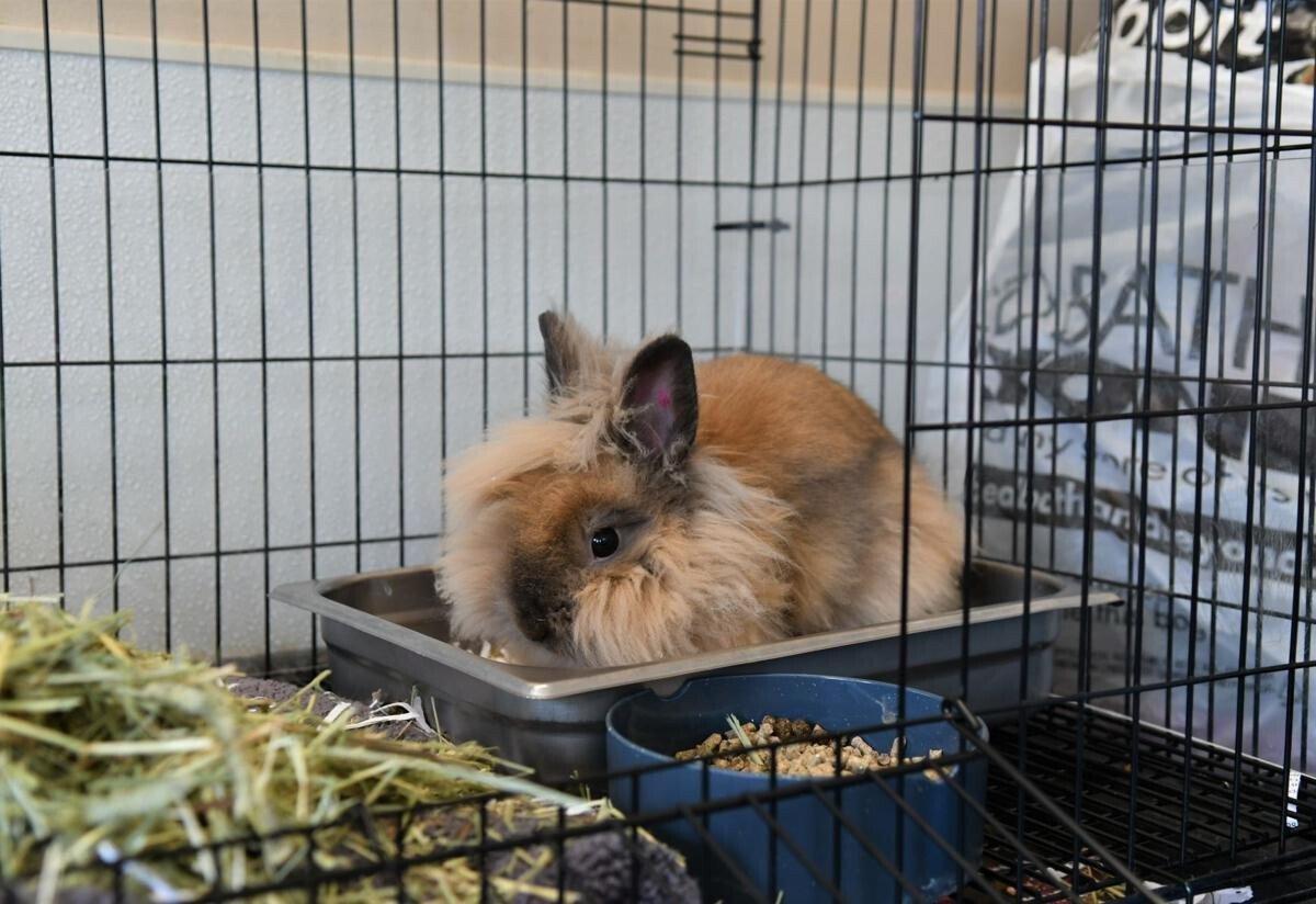 <i>Quad-City Times</i><br/>A bunny sits in its cage at the Human Society of Scott County