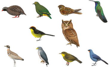 The top 10 "most wanted" bird species.