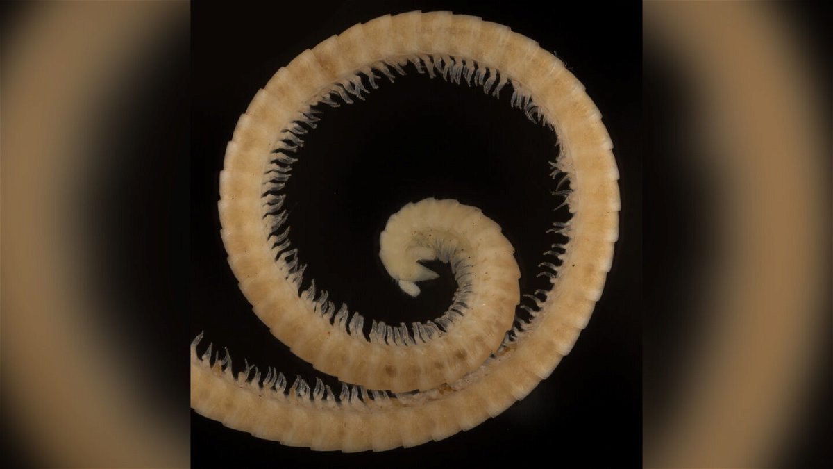 <i>Marek et al. 2021</i><br/>The first true millipede has 330 body segments and is  3.7 inches (9.5 centimeters) long.