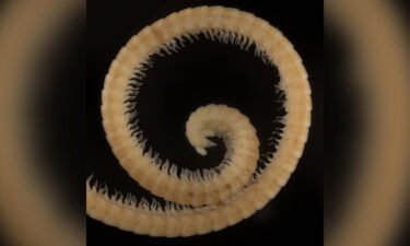 The first true millipede has 330 body segments and is  3.7 inches (9.5 centimeters) long.
