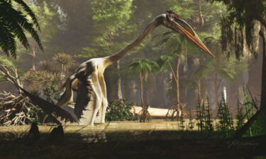 That's one giant reptile. The pterosaur Quetzalcoatlus is depicted in this artist's illustration.