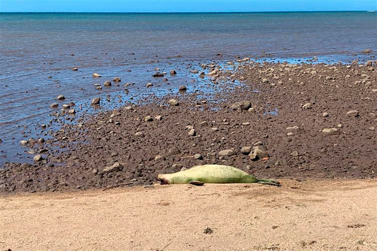 <i>Hawaii Marine Animal Response/AP</i><br/>An endangered Hawaiian monk seal is shown on a beach on the island of Molokai