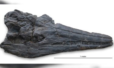 The skull of the new ichthyosaur species Cymbospondylus youngorum is nearly 2 meters long and weighs 45 tonnes