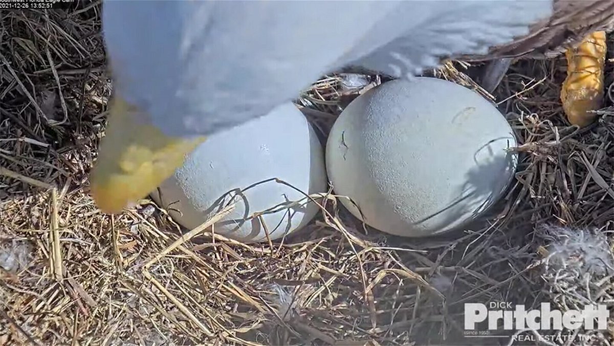 <i>Courtesy SWFLEagleCam.com</i><br/>A pair of Florida bald eagle eggs are expected to hatch soon.