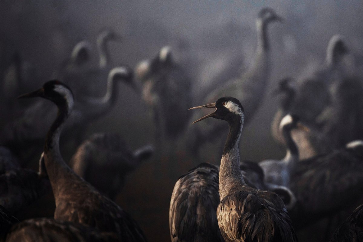 <i>Ronen Zvulun/Reuters</i><br/>Thousands of cranes were killed by bird flu in the 'worst blow to wildlife' in Israel's history. Cranes are seen during the migration season on a foggy morning at Hula Nature Reserve