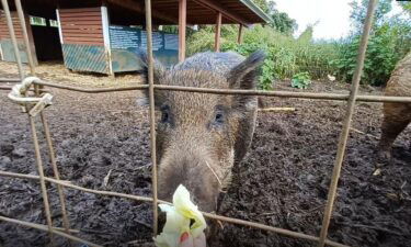 Aloha Animal Sanctuary houses about 30 animals. Many of the animals have special needs.