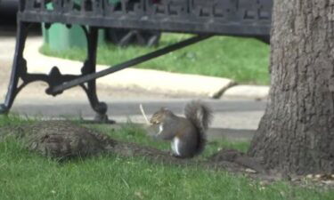 A squirrel at Bienville Square in Mobile